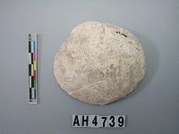 藏品(大型螺蓋製貝刮器)的圖片